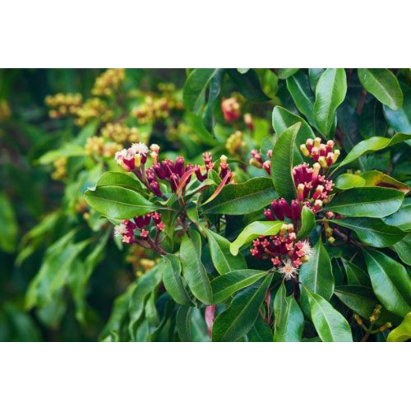 

Daun cengkeh hijau,daun cengkeh super segar press terlaris