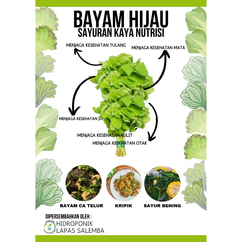 

BAYAM HIJAU