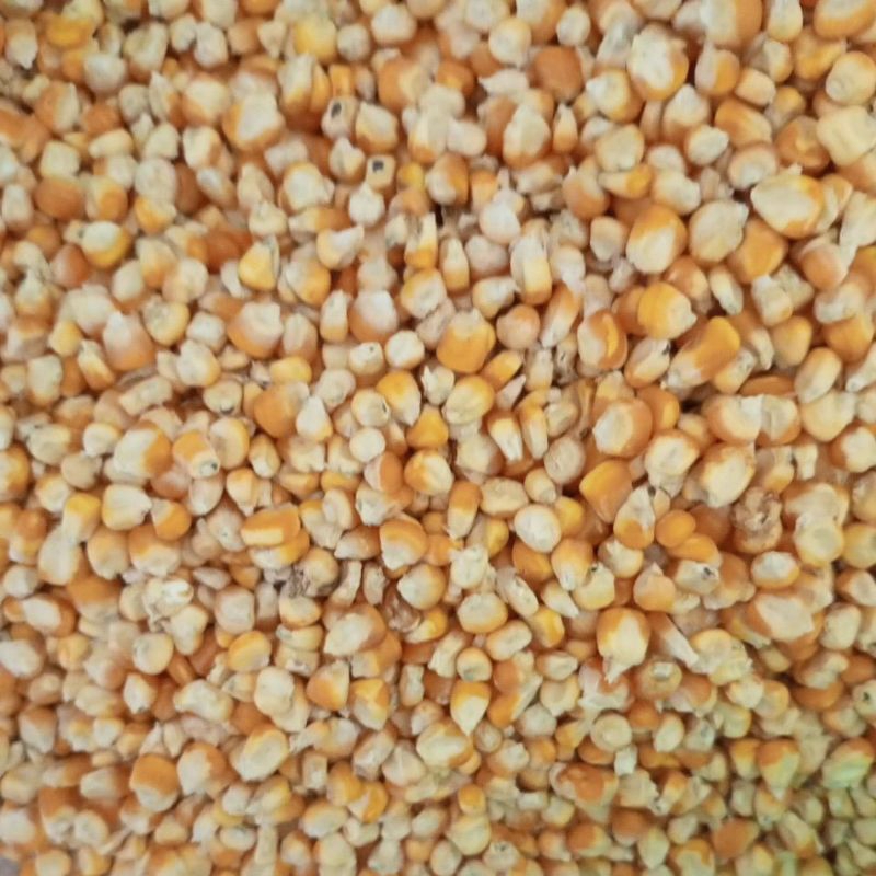 

JAGUNG UTUH REPACK 1 KG