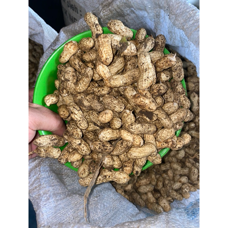 

kacang tanah mentah ready stock 200kg lebih