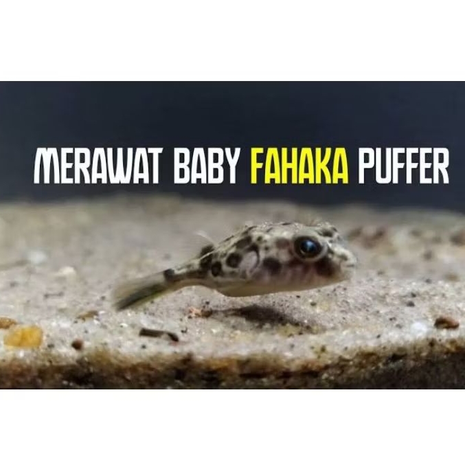 Fahaka Fuffer Fish 2 inch - ETALASE AQUARIUM