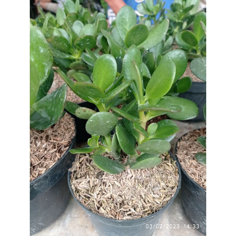 Tanaman Hias Bunga Giok / Jade Plant