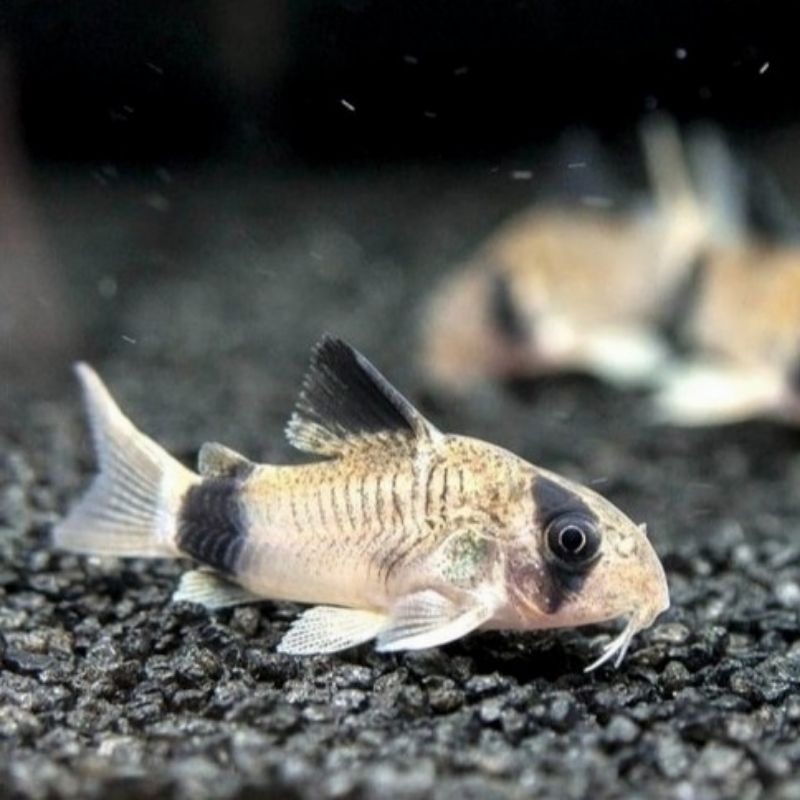 Corydoras panda