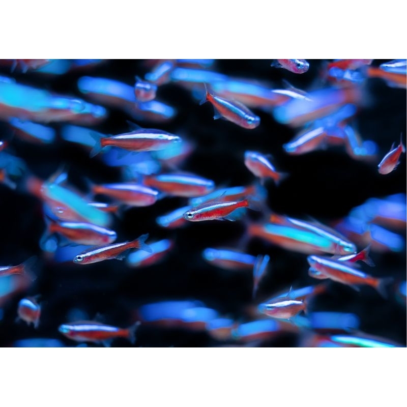 ikan hias cardinal tetra