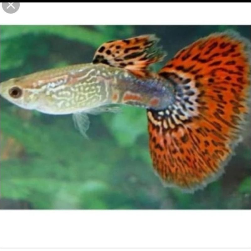 

HIASAN AQUARIUM/GUPPY RED DRAGON