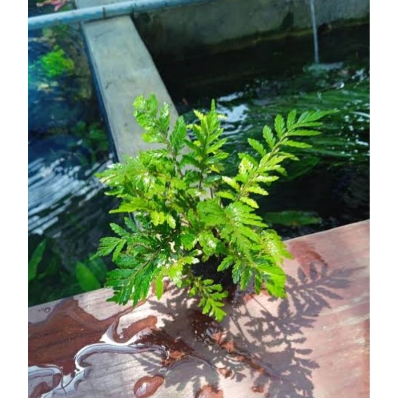 pakis darat media Wabikusa tanaman aquascape