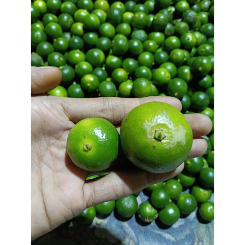 

1 kg jeruk sonkist (SEDANG BESAR)