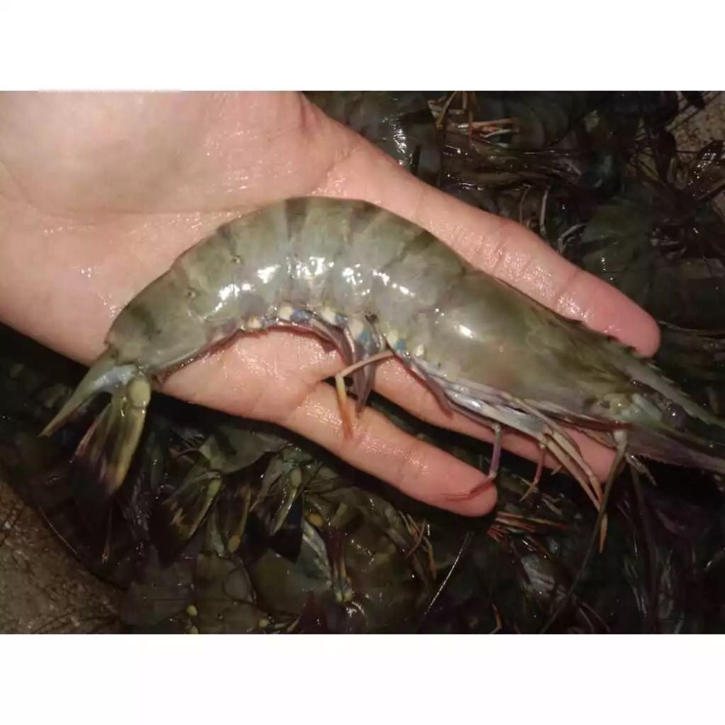

Udang Tiger / Black Tiger / Udang Windu / Pacet Size 25-30 Fresh Frozen 1kg