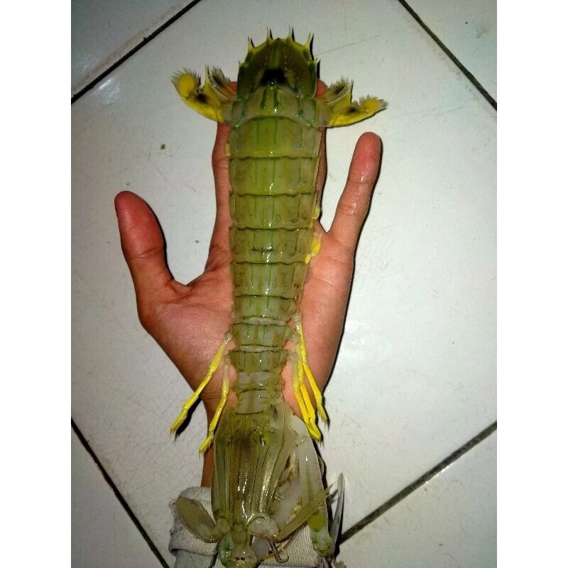 

Udang Ronggeng Segar Seafood Fresh Frozen 1kg BERGARANSI
