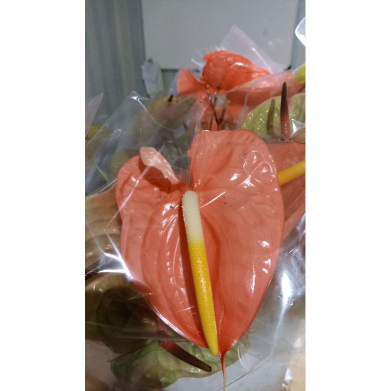 Bunga Anthurium - Bunga Anthurium Potong - Bunga Bandung - Bunga Hari Raya