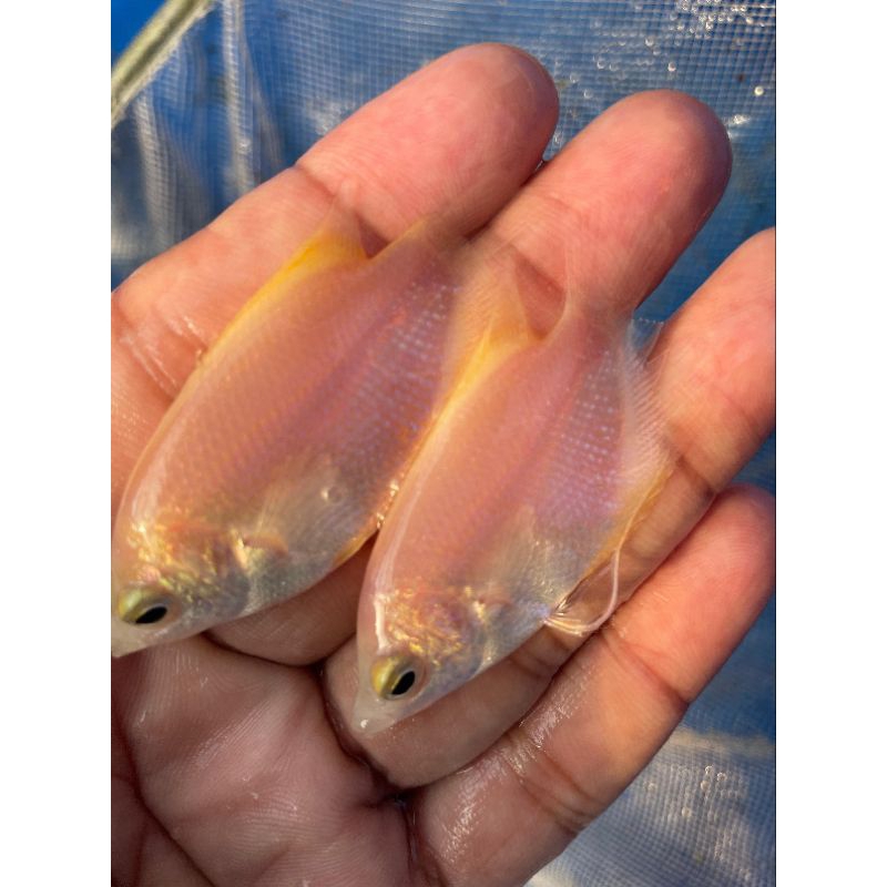 Bibit Gurame Padang / Gurame Merah /  Gurame Albino
