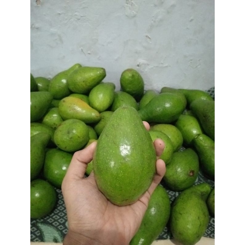 

ALPUKAT MENTEGA LOKAL/MENTAHAN/1KG ISI 3-4