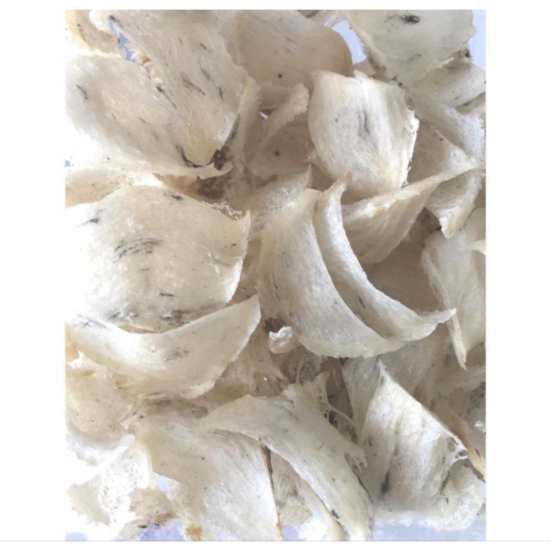 

sarang burung walet segitiga kotor