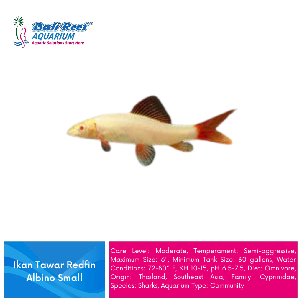 Ikan Hias Air Tawar Redfin Albino Small