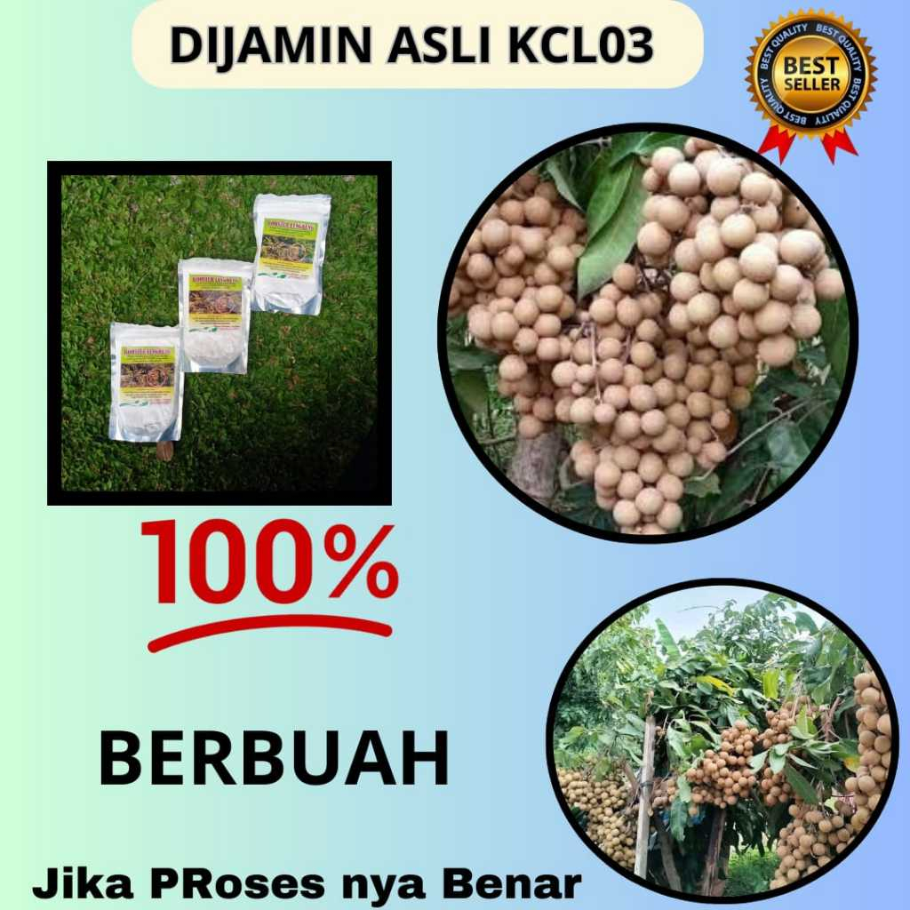 TERLARIS  Boster Kelengkeng Stek