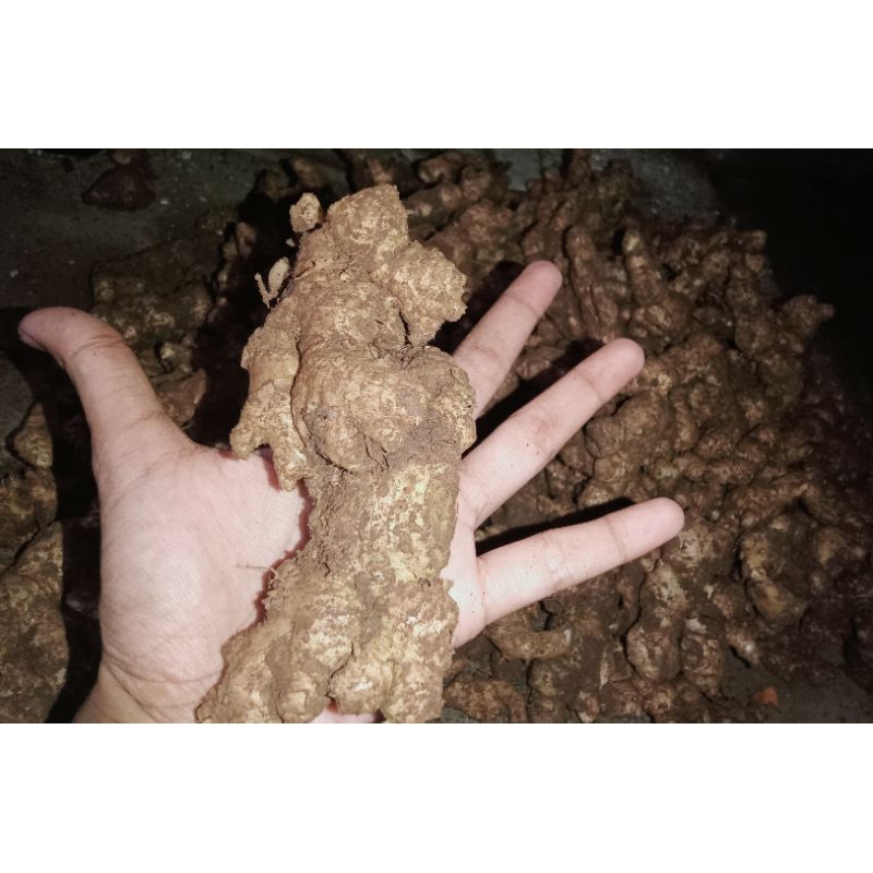 

jahe emprit pedas mantap / jahe fresh segar baru panen 1 kilo