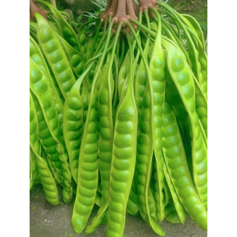 

PETE/PETAI TUA FRESH ISI 50 PAPAN LONJOR BARU PETIK
