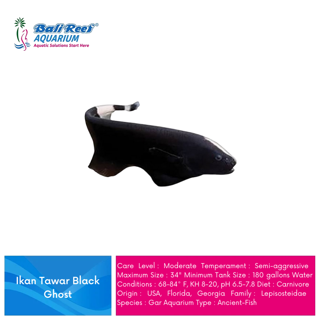 Ikan Hias Air Tawar Hiasan Aquarium Ikan Aquascape Black Ghost