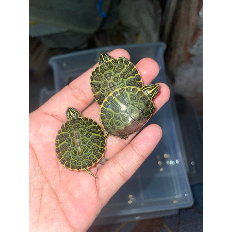 kura red belly nelsoni/rbn