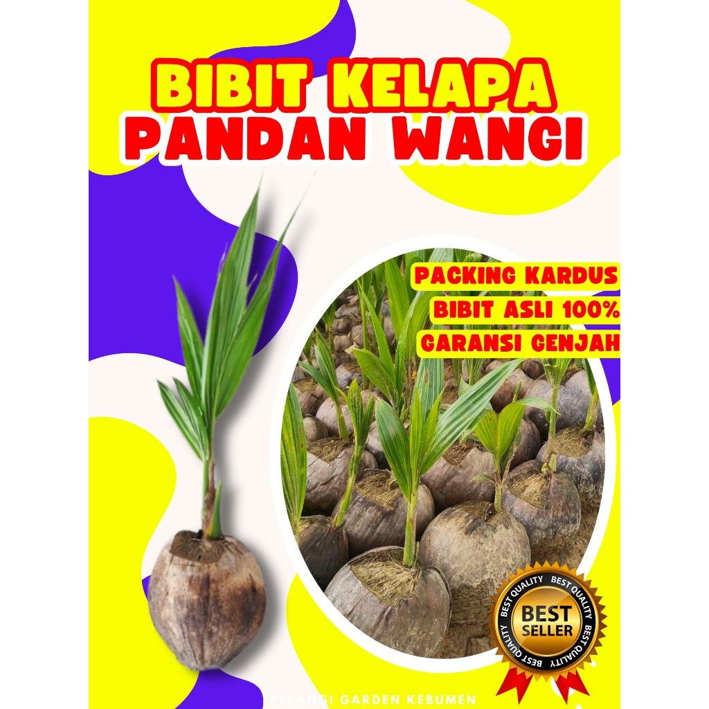 TERMURAH  Bibit Kelapa Pandan Wangi F1, Bibit Kelapa Pandan Wangi Fresh