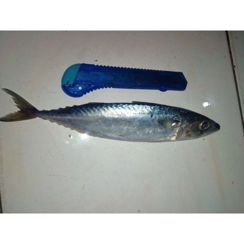 

Ikan Macarel / Ikan Makarel / Makarel Saba Fresh Frozen 1Kg BERGARANSI