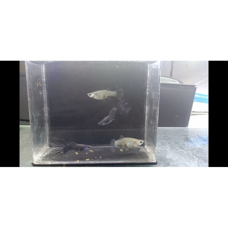 Pakan Guppy Black CT ( Crowntail ) Pasangan