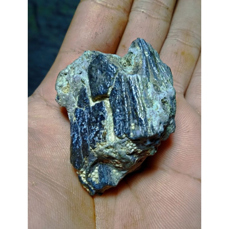 siung warak hitam super tua