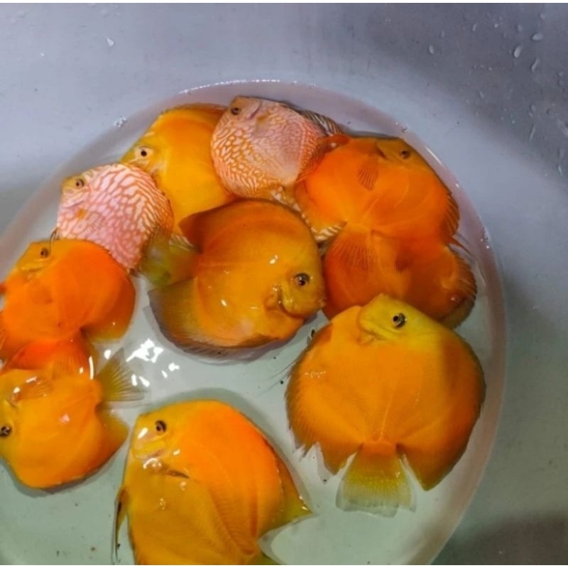 Ikan Discus Golden Yellow Size 4 Inc