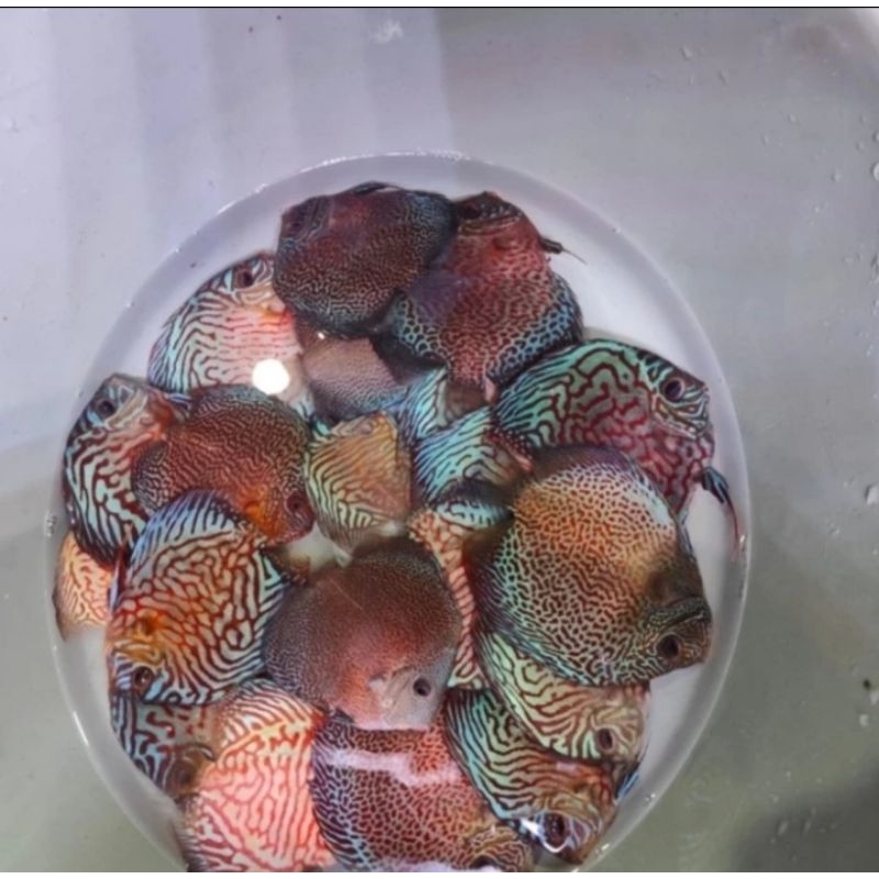 Ikan Discus Leopard 3'-4'Inc