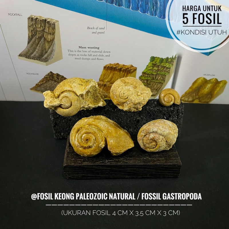 Fosil Keong Purba Natural A40 atau Fossil Gastropoda atau Fosil Kol Buntet Alam atau Fossil Snail at