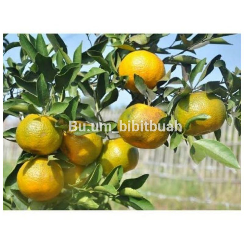 bibit jeruk keprok rgl siap berbuah