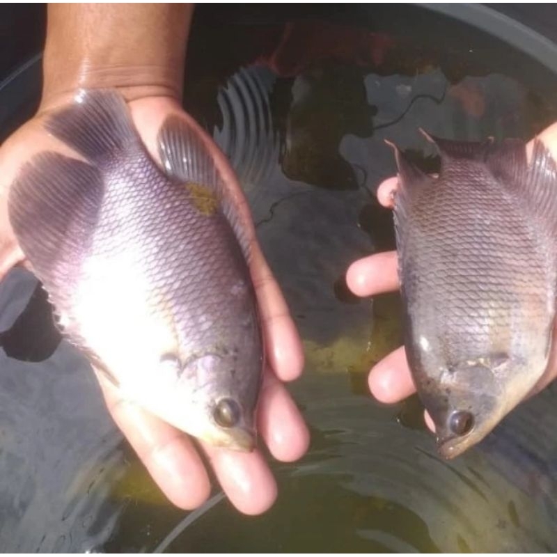 Bibit Ikan Gurame Soang 4-5 Jari Ikan Gurame Hitam 4-5 Jari Bibit Gurame