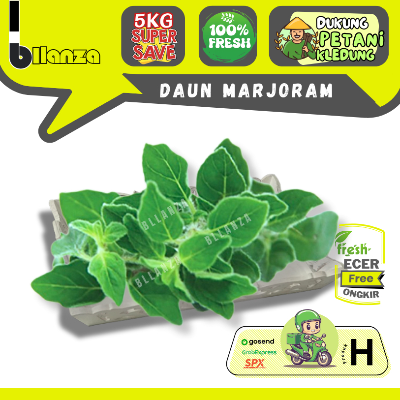 

Bllanza | Marjoram Segar — Sahabat Makan Sayur ECER (H)