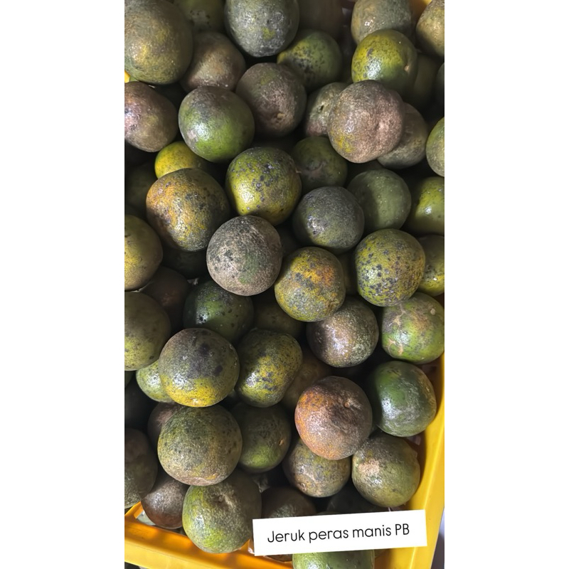 

Jeruk Peras Pantai Buaya (size Sedang Kecil hari ini)