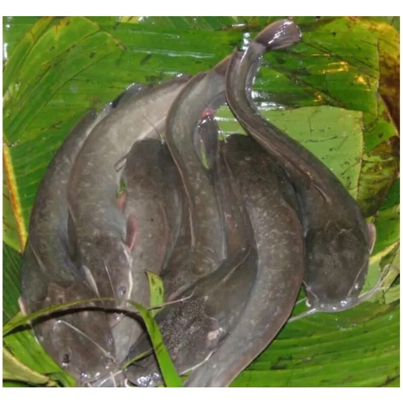 

Ikan Lele Fresh Frozen 1Kg Air Tawar BERGARANSI