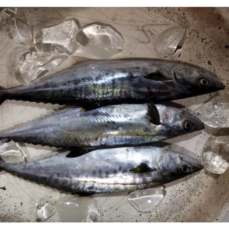 

Ikan Tenggiri Colet Fresh Frozen 1Kg / Hasil Laut Kwalitas Terbaik BERGARANSI