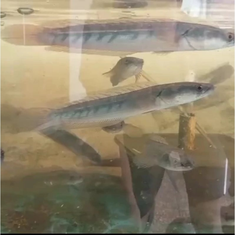 

HIASAN AQUARIUM / CHANA YELLOW SENTARUM GM ( GOOD MARKING)