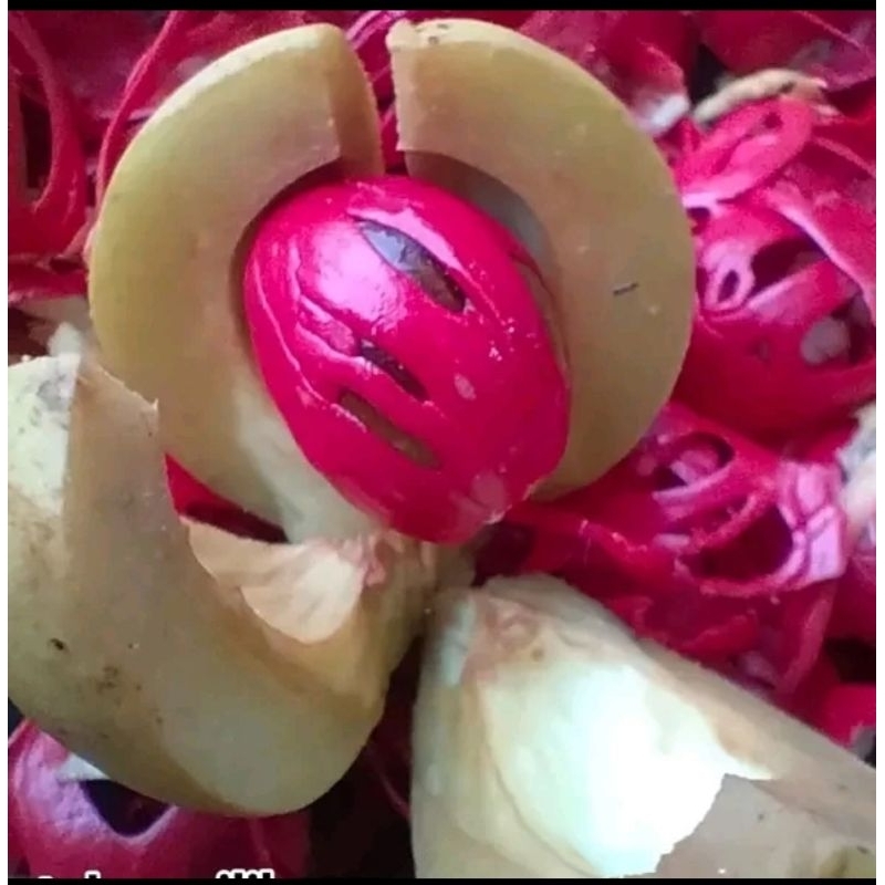 

BUAH PALA MUDA 6000 BUMBU MASAK DAN PEWANG MAKANAN