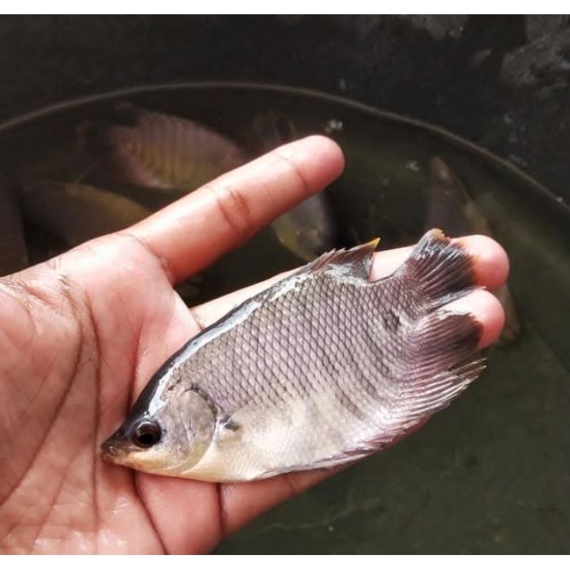 Bibit Ikan Gurame Soang