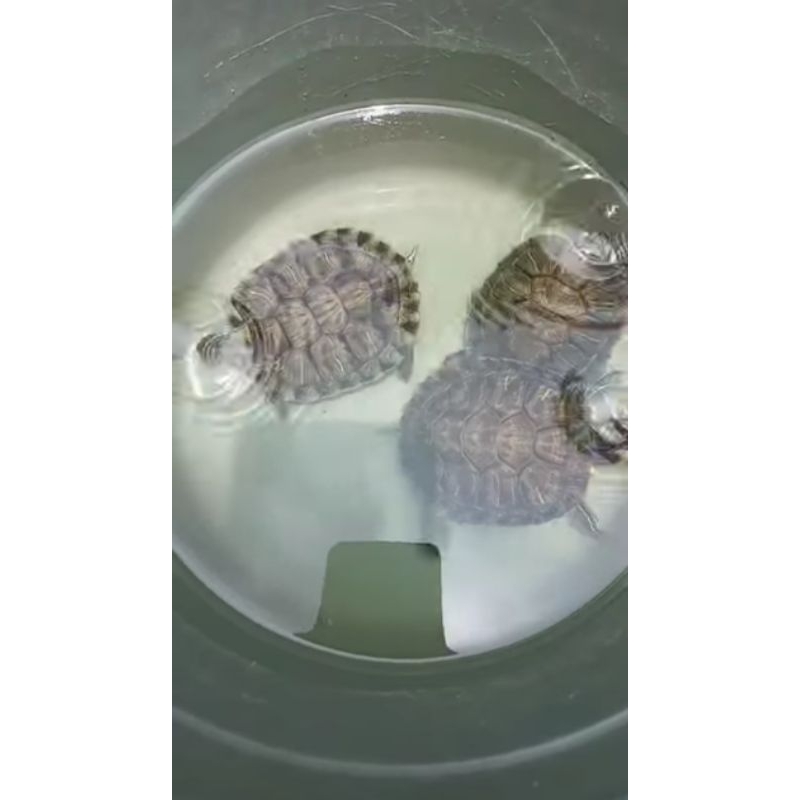 Kura Kura Brazil 8-10 Cm