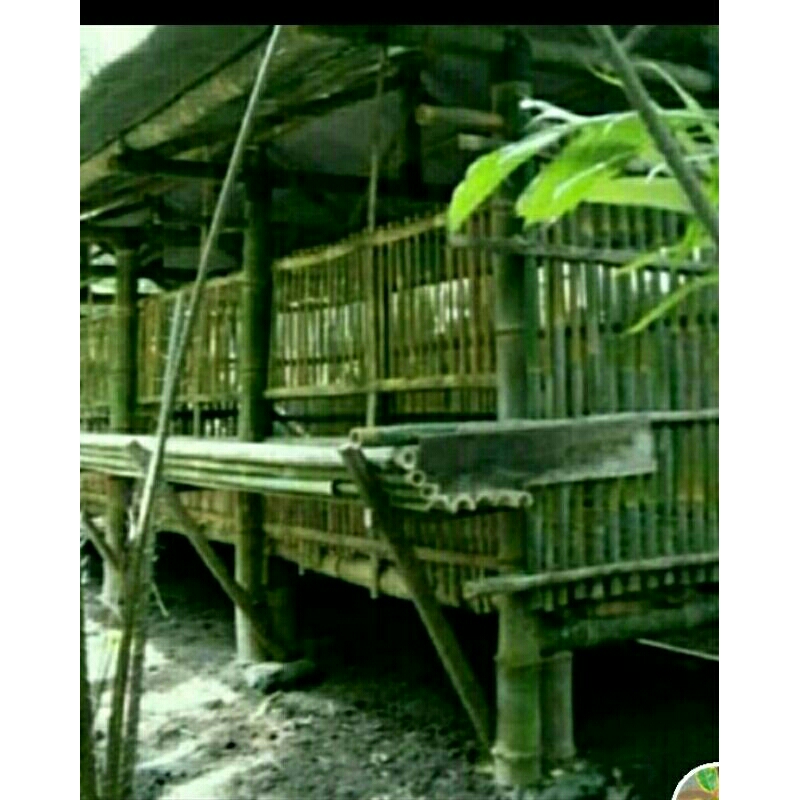 kandang kambing bambu