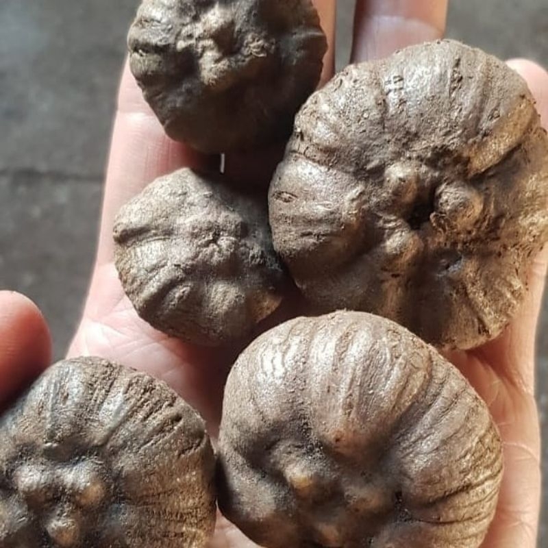 Katak bibit porang isi 200 - 250 per 1 kg