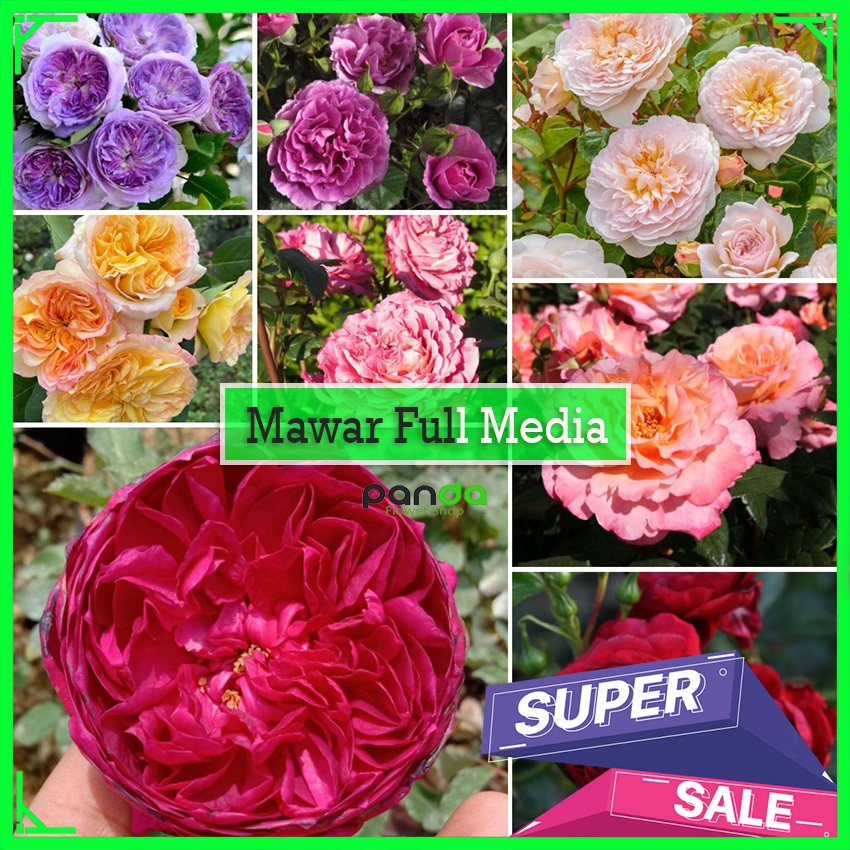 Mawar Import Full Media Tanam  - Tanaman Mawar Import Dewasa