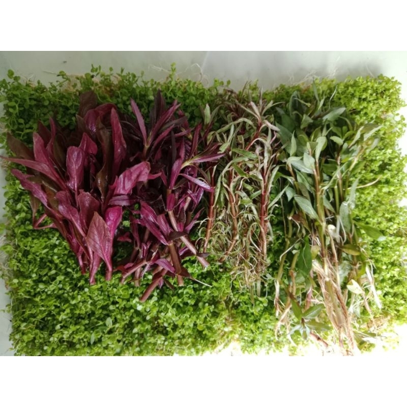 Paket tanaman stem dan karpet aquascape