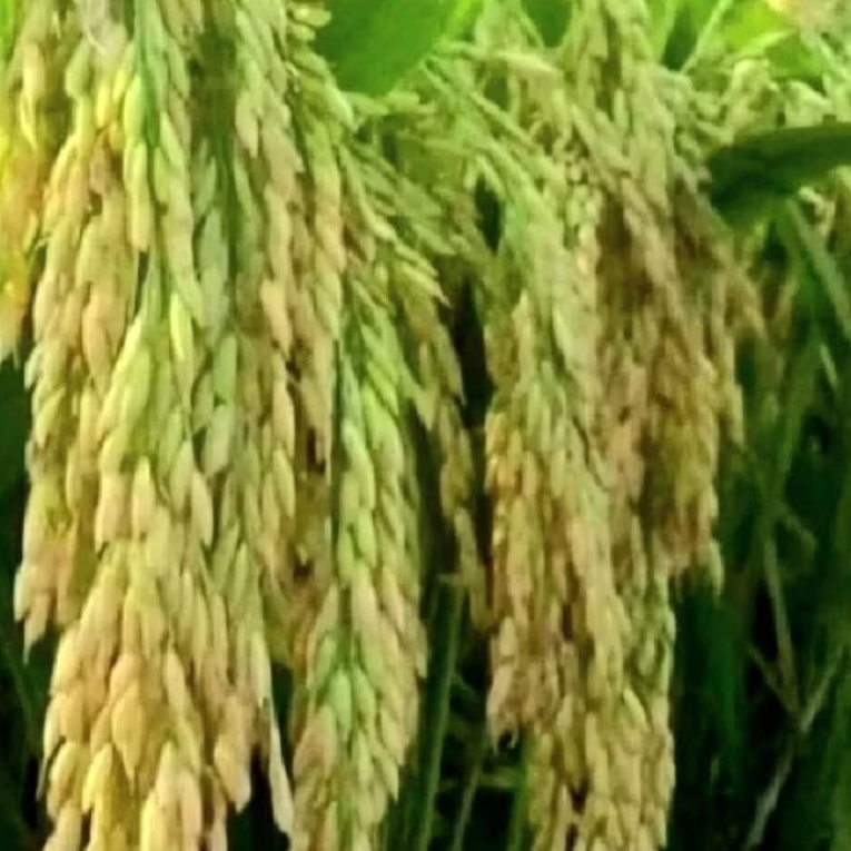 Benih Padi inpari super 12 pulen lokal jaminan pilihan