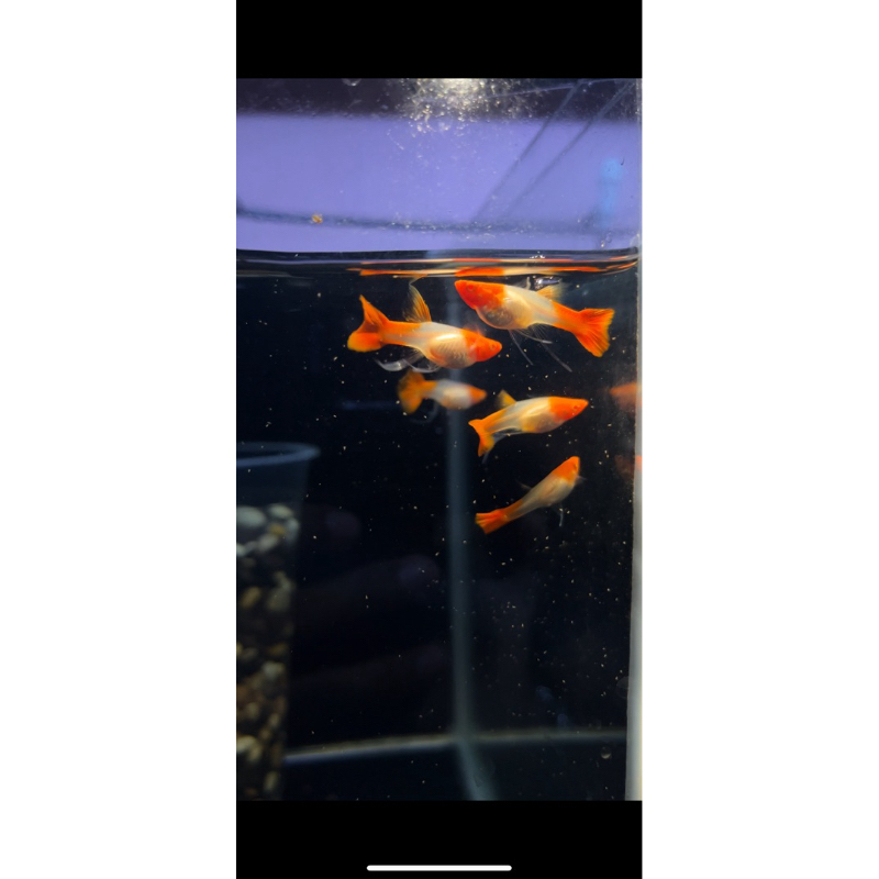 stiker albino koi ribbon long red ear