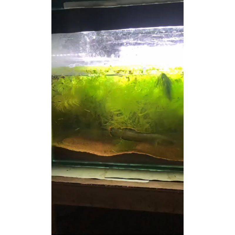 LIMBATA PAIR PROVEN 15CM FEMALE & MALE