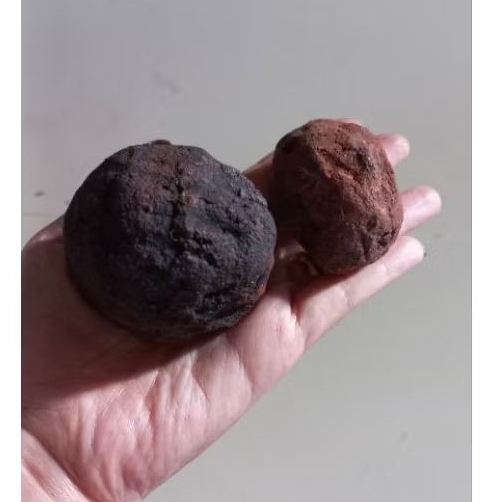 

gambir/gamber maha bunga