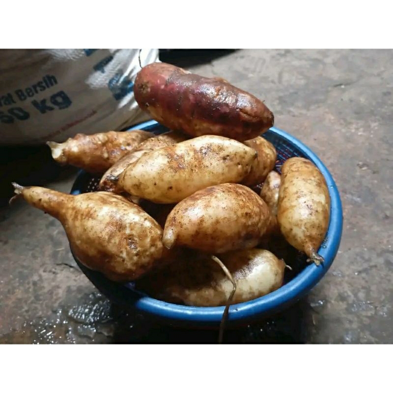 

1KG Umbi Yacon Viral Grade Super - Smallanthus Sonchifolius Asli Wonosobo