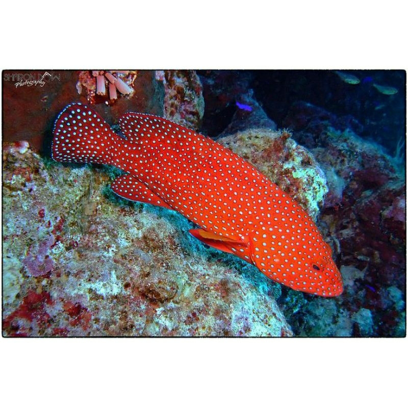 

IKAN HIAS PREDATOR LAUT KERAPU SUNU